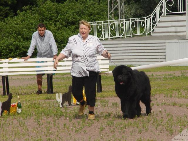 Фото: ньюфаундленд Smigar Persey Povelitel' Morey (Смигар Персей Повелитель Морей)