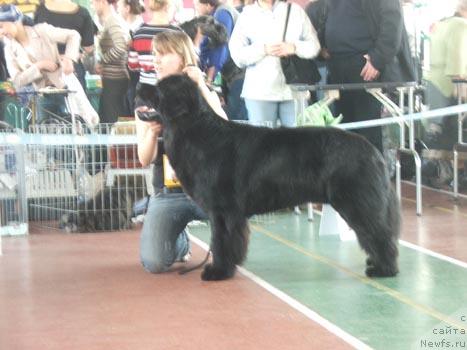 Фото: ньюфаундленд Plushevaya Panda Vikar (Плюшевая Панда Викар)