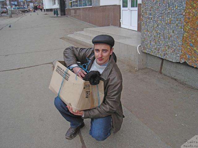 Фото: ньюфаундленд Ygan s Toyanova Gorodka (Юган с Тоянова Городка), Igor' Momot (Игорь Момот)