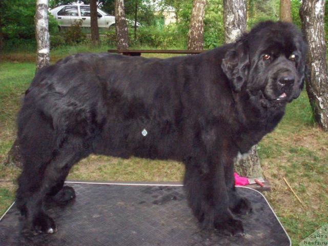 Фото: ньюфаундленд Norkros Blue Fairy