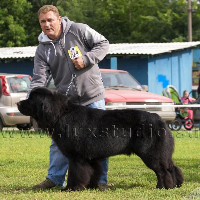 Фото: ньюфаундленд Severtan Urri (Севертан Урри)