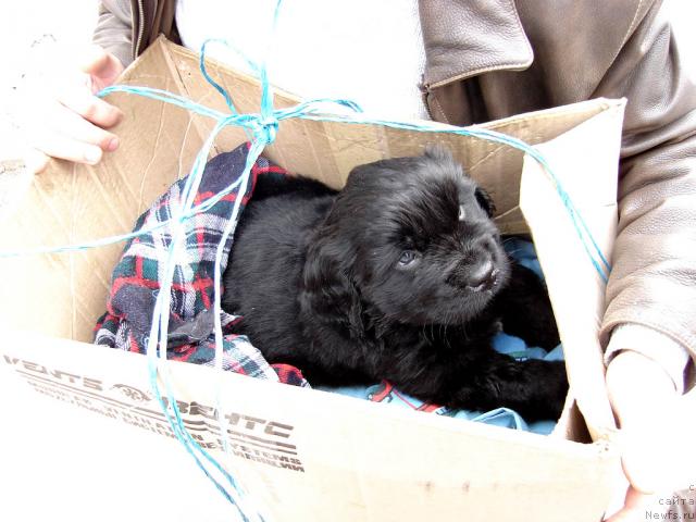 Фото: ньюфаундленд Ygan s Toyanova Gorodka (Юган с Тоянова Городка)