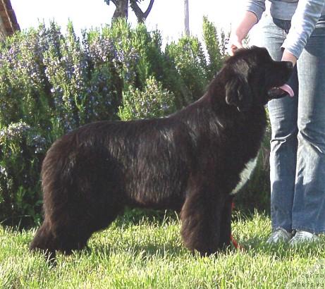 Фото: ньюфаундленд Logrus Baby Boom