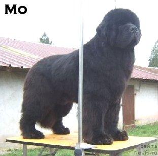 Фото: ньюфаундленд Chatkantarra Geronimo