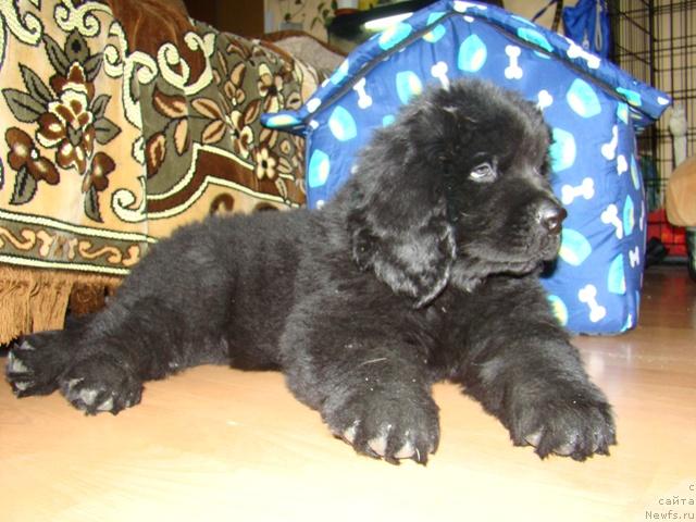 Фото: ньюфаундленд Zinedin iz Sibirskoy Glubinki (Зинедин из Сибирской Глубинки)