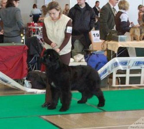 Фото: ньюфаундленд Orleana Nuo Ozo Kalvu