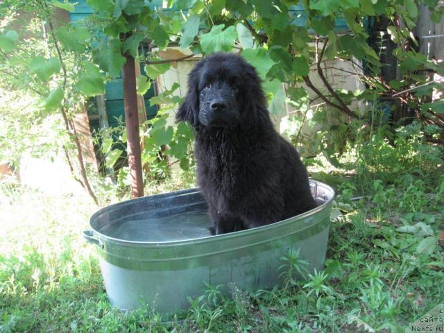 Фото: ньюфаундленд Velikiy Knyaz' iz Orlovskoy Slobodyi (Великий Князь из Орловской Слободы)