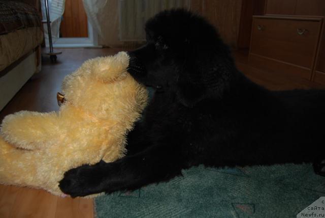 Фото: ньюфаундленд Formula Lyubvi ot Sibirskogo Medvedya (Формула Любви от Сибирского Медведя)