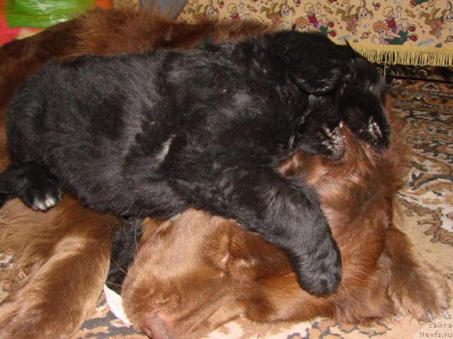 Фото: ньюфаундленд Lesnaya Skazka Izol'da (Лесная Сказка Изольда), ньюфаундленд Ygan s Toyanova Gorodka (Юган с Тоянова Городка)