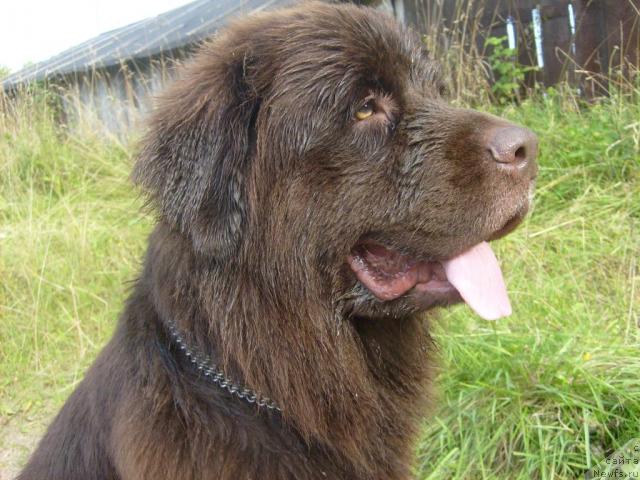 Фото: ньюфаундленд Fann'yuf Akudzyava Nazarovna (Фанньюф Акудзява Назаровна)