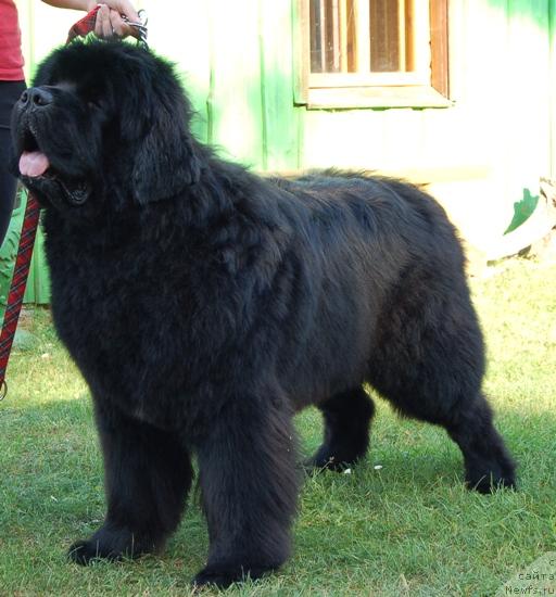Фото: ньюфаундленд Milord Nuo Ozo Kalvu