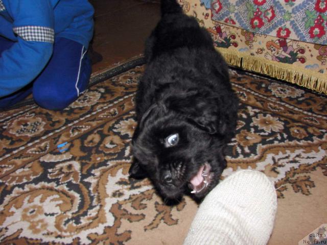 Фото: ньюфаундленд Ygan s Toyanova Gorodka (Юган с Тоянова Городка)