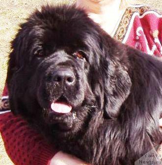 Фото: ньюфаундленд Norkros Blue Fairy