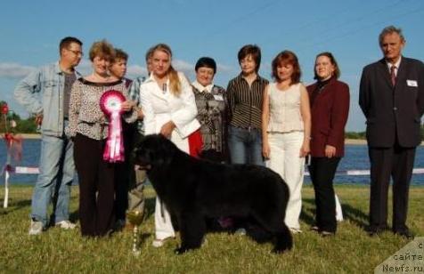 Фото: ньюфаундленд Bowaters Starlight Nuo Ozo Kalvu