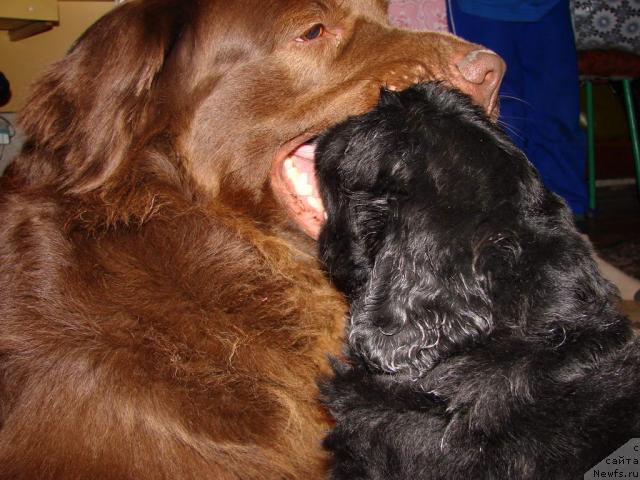 Фото: ньюфаундленд Lesnaya Skazka Izol'da (Лесная Сказка Изольда), ньюфаундленд Ygan s Toyanova Gorodka (Юган с Тоянова Городка)