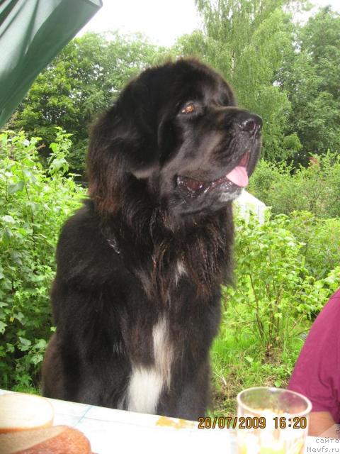Фото: ньюфаундленд Balustar de Mantal'chino (Балустар де Мантальчино)