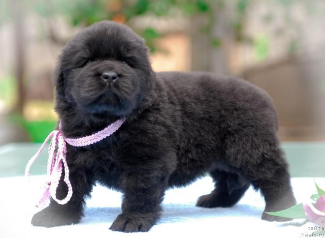 Фото: ньюфаундленд Sent Djons Tender Kiss of Elly (Сент Джонс Тендер Кисс оф Элли)