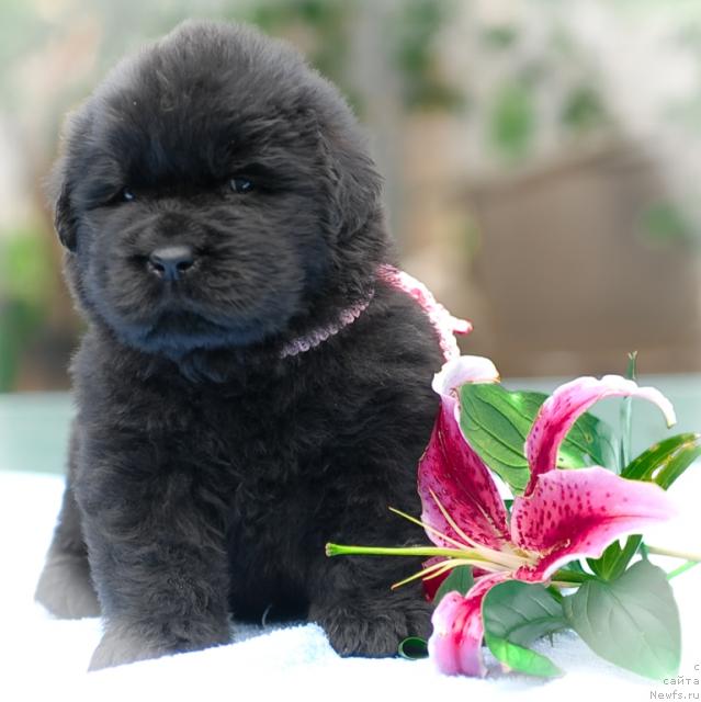 Фото: ньюфаундленд Sent Djons Tender Kiss of Elly (Сент Джонс Тендер Кисс оф Элли)