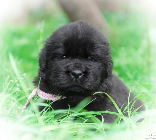 Фото: ньюфаундленд Sent Djons Tender Kiss of Elly (Сент Джонс Тендер Кисс оф Элли)