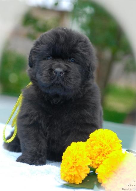 Фото: ньюфаундленд Sent Djons Tais Afinskaya (Сент Джонс Таис Афинская)