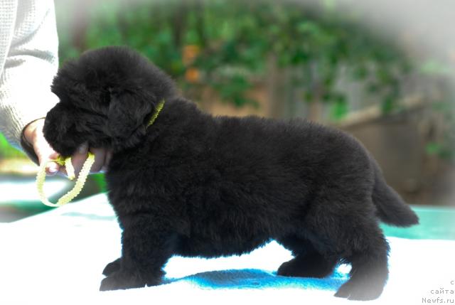 Фото: ньюфаундленд Sent Djons Tais Afinskaya (Сент Джонс Таис Афинская)