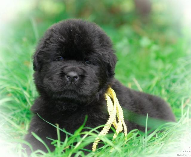 Фото: ньюфаундленд Sent Djons Tais Afinskaya (Сент Джонс Таис Афинская)