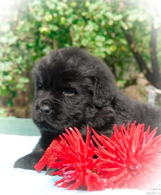 Фото: ньюфаундленд Sent Djons Tom Soyer (Сент Джонс Том Сойер)