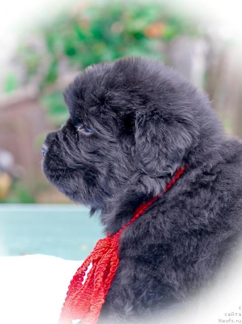 Фото: ньюфаундленд Sent Djons Tom Soyer (Сент Джонс Том Сойер)