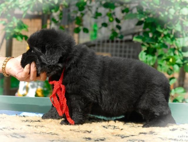 Фото: ньюфаундленд Sent Djons Tom Soyer (Сент Джонс Том Сойер)