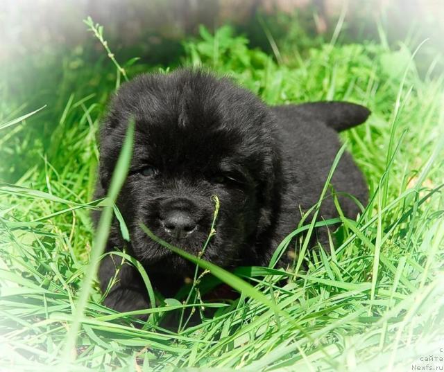 Фотография № 31585