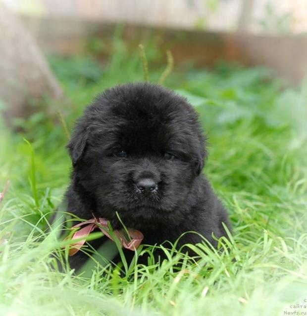 Фото: ньюфаундленд Sent Djons Tayson (Сент Джонс Тайсон)