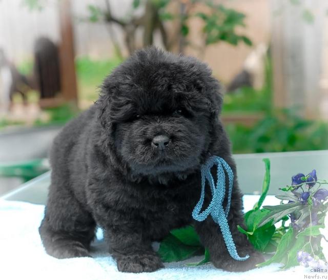 Фото: ньюфаундленд Sent Djons Tryufel' (Сент Джонс Трюфель)