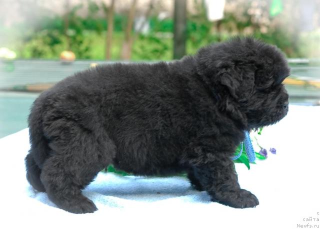 Фото: ньюфаундленд Sent Djons Tryufel' (Сент Джонс Трюфель)