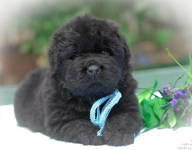 Фото: ньюфаундленд Sent Djons Tryufel' (Сент Джонс Трюфель)