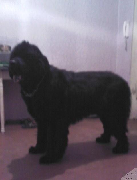 Фото: ньюфаундленд Vincent iz Medvejyego Yara (Винсент из Медвежьего Яра)