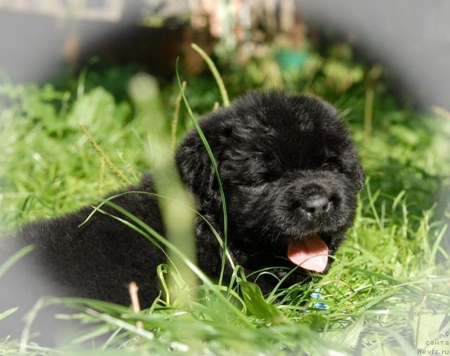 Фото: ньюфаундленд Sent Djons Tryufel' (Сент Джонс Трюфель)