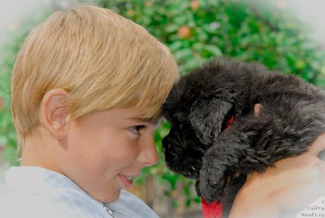 Фото: ньюфаундленд Sent Djons Tom Soyer (Сент Джонс Том Сойер)