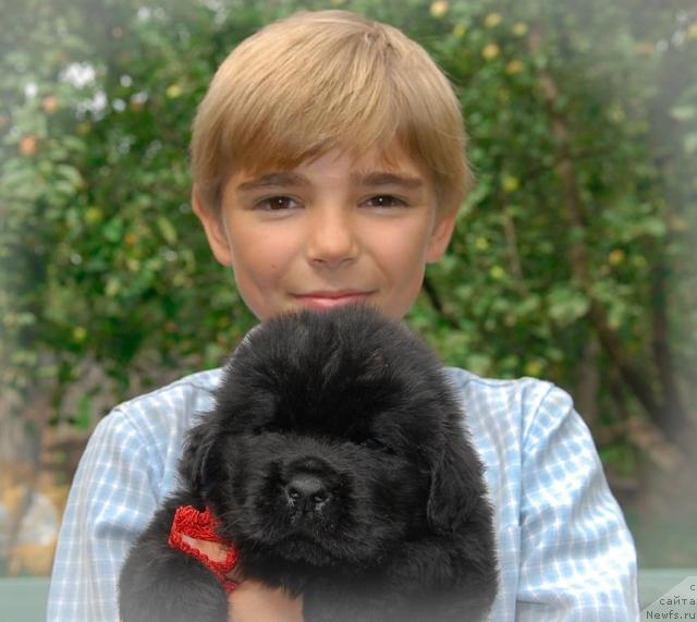 Фото: ньюфаундленд Sent Djons Tom Soyer (Сент Джонс Том Сойер)