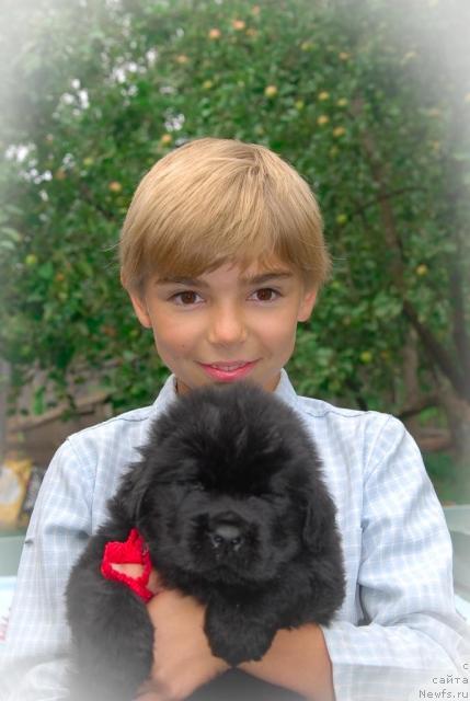 Фото: ньюфаундленд Sent Djons Tom Soyer (Сент Джонс Том Сойер)