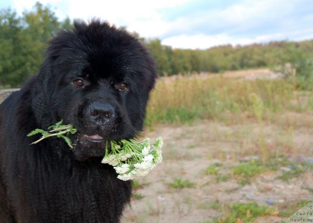 Фотография № 31604