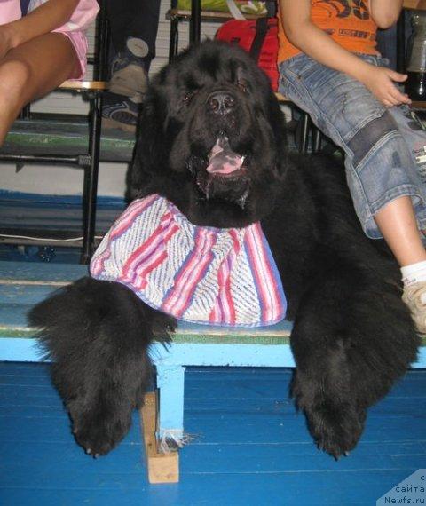 Фото: ньюфаундленд Vincent iz Medvejyego Yara (Винсент из Медвежьего Яра)