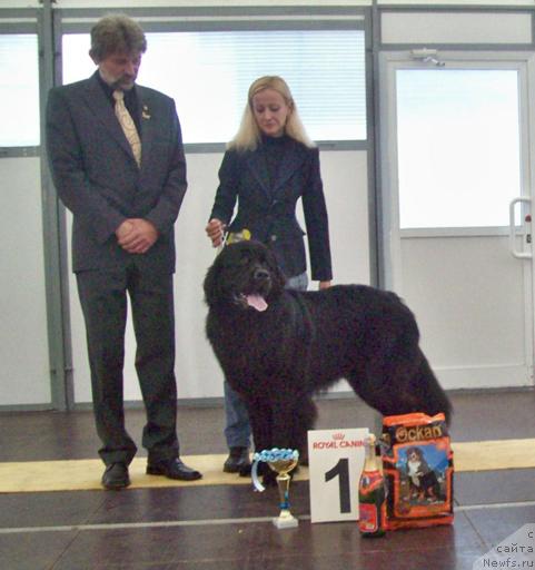 Фото: ньюфаундленд Efrat Pyeyv Blyek (Ефрат Пэйв Блэк), и эксперт в ринге --Белла Шиклоши (Венгрия)