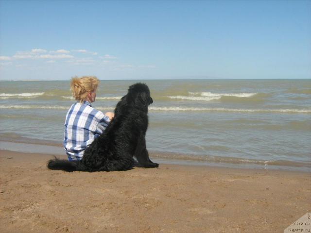 Фото: ньюфаундленд Jenev'ev Garni Ledyen (Женевьев Гарни Ледэн), Elena Syisa (Savina) (Елена Сыса (Савина)), автор фото, Mukan Auhadiev (Мукан Аухадиев)