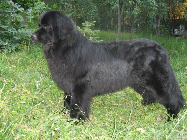 Фото: ньюфаундленд Jenev'ev Garni Ledyen (Женевьев Гарни Ледэн)