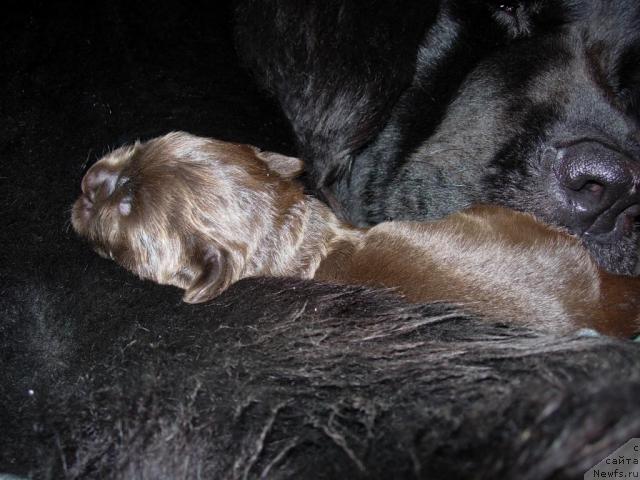 Фото: ньюфаундленд Lesnaya Skazka Raskrasavica (Лесная Сказка Раскрасавица)