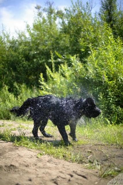 Фото: ньюфаундленд Lubimaya Moya s Berega Dona (Любимая Моя с Берега Дона)