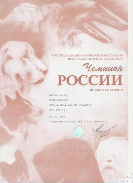 Фото: ньюфаундленд Undina Bell-Ail ot Tsatsyby (Ундина Белл-Айл от Цацибы)