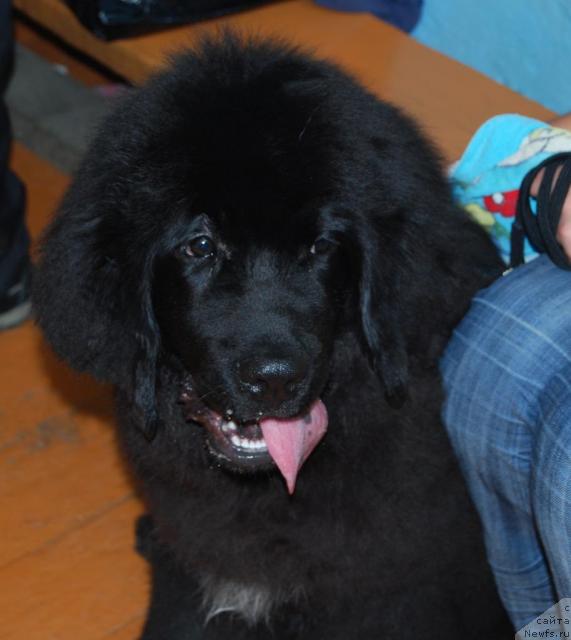 Фото: ньюфаундленд Formula Lyubvi ot Sibirskogo Medvedya (Формула Любви от Сибирского Медведя)