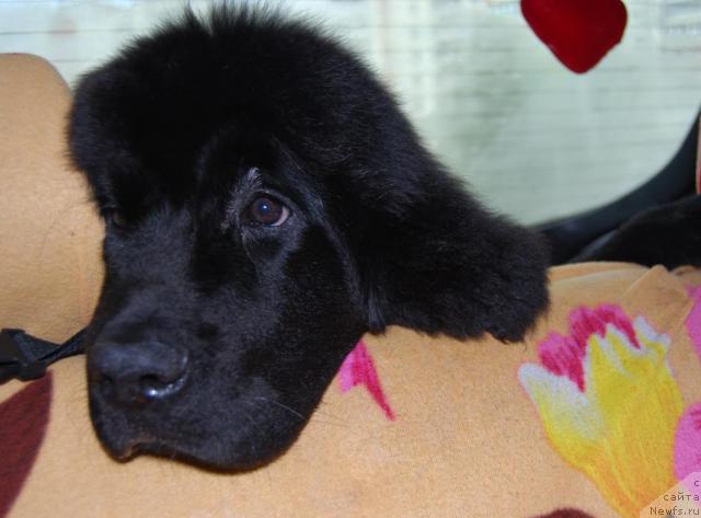 Фото: ньюфаундленд Formula Lyubvi ot Sibirskogo Medvedya (Формула Любви от Сибирского Медведя)