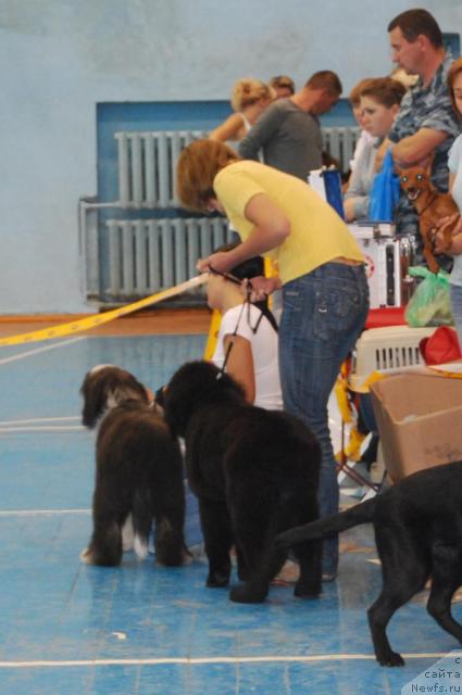 Фото: ньюфаундленд Formula Lyubvi ot Sibirskogo Medvedya (Формула Любви от Сибирского Медведя)
